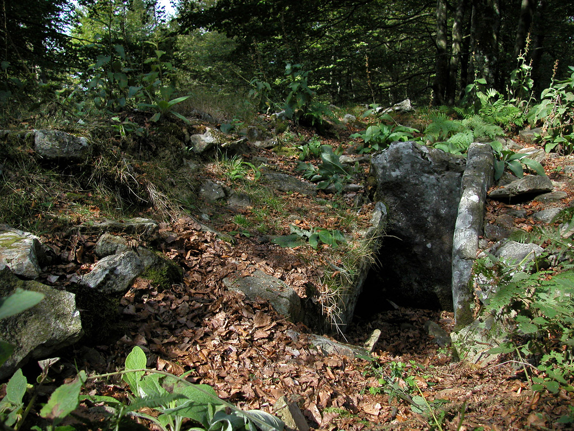 dolmen en el suelo del bosque